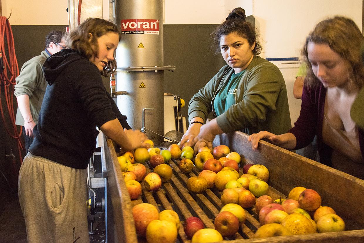 Junge Frauen beim Wangeliner Workcamp in der Mosterei Ganzlin beim Äpfel waschen.